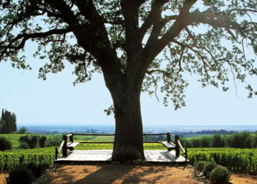 Tenuta dell’Ornellaia, Winzer aus Toskana